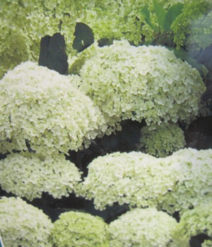 Hydrangea arborescens Hill of Snow 1