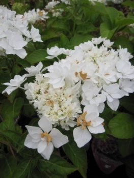 Hydrangea macrophylla beautensia Coco 2