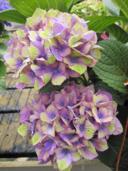 Hydrangea macrophylla Lady Mata Hari Blue 1