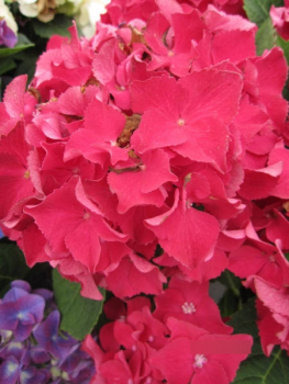 Hydrangea macrophylla Royal Red 1