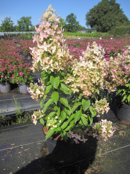 Hydrangea paniculata Confetti 1