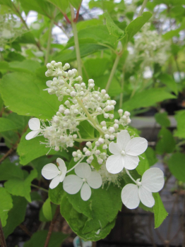 Preview: Hydrangea paniculata Lena 2