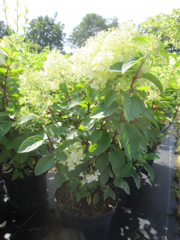 Preview: Hydrangea paniculata Little Fresco 4