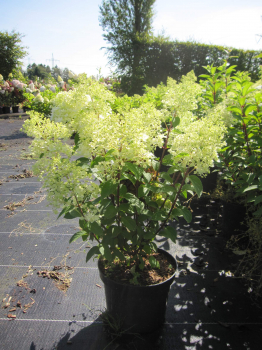 Preview: Hydrangea paniculata Little Fresco 3