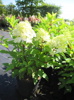 Preview: Hydrangea paniculata Little Fresco 2