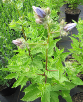 Apotheker-Ysop Blues 1