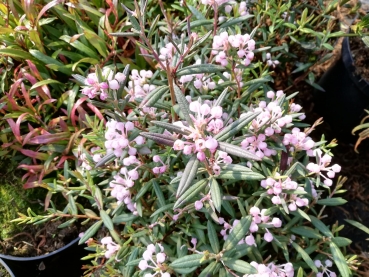 Andromeda polifolia Violet Viking3