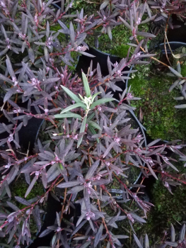 Andromeda polifolia Violet Viking2