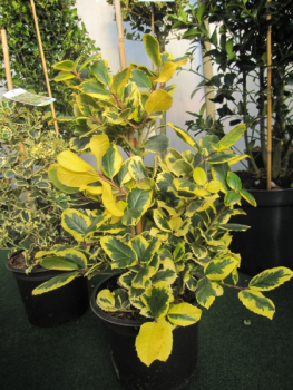 Ilex aquifolium Golden van Tol2