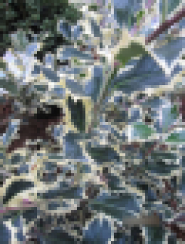 Ilex aquifolium Silver Queen - weibunte Stechpalme Silver Queen