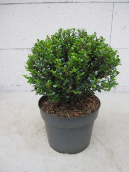 Preview: Formschnitt Berg-Ilex Glorie Dwarf Kugel 2