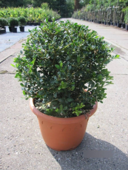 Berg-Ilex Glory Gem Kugel1