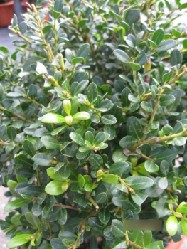 Preview: Berg-Ilex Glory Gem Kugel2
