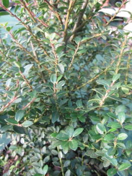 Ilex crenata Samurai 2