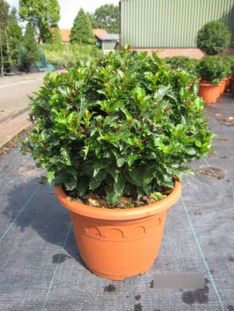 Ilex meserveae Little Rascal 1