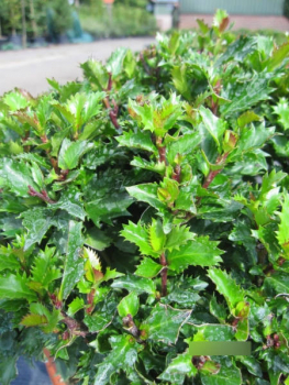 Preview: Ilex meserveae Little Rascal 3