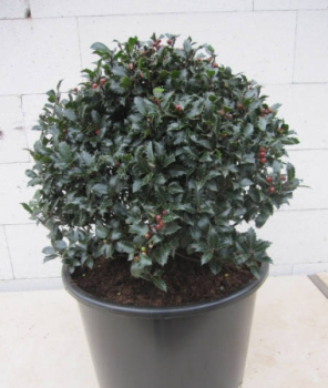 Ilex meserveae Winterjuwel Kugel1