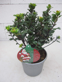 Preview: Ilex meserveae Little Pirate3