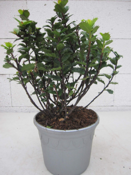 Preview: Ilex meserveae Little Pirate4