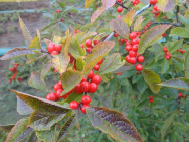 Ilex verticillata 1
