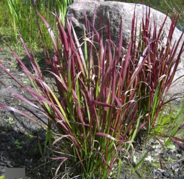 Japanisches Blutgras Red Baron 1