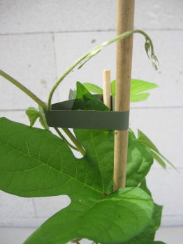 Ausdauernde Trichterwinde 3