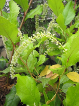 Preview: Itea ilicifolia2