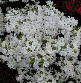 Azalea japonica Schneeglanz 1
