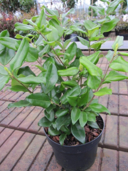 Ligustrum japonicum Texanum 1