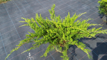 Juniperus media Mint Julep