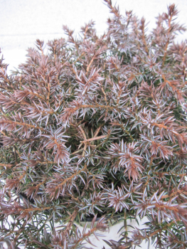 Preview: Bodenwacholder Silver Carpet 2