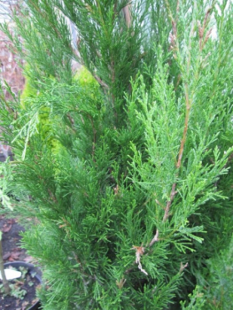 Juniperus virginiana Spartan1