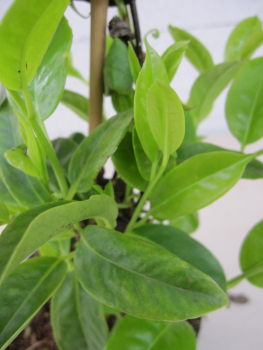 Preview: Kadsura japonica 2