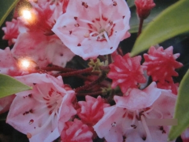 Lorbeerrose Tiddlywinks