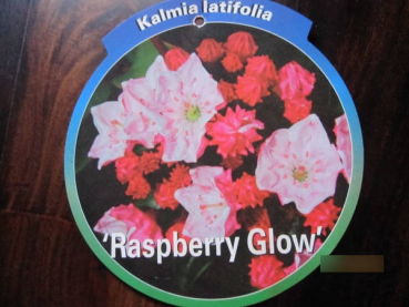 Preview: Lorbeerrose Raspberry Glow 2