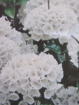Kalmia latifolia Snowdrift
