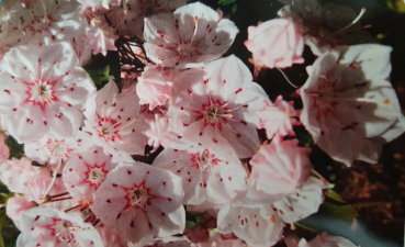 Kalmia latifolia Zebulon