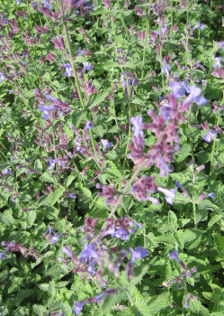 Nepeta faassenii Dropmore 1