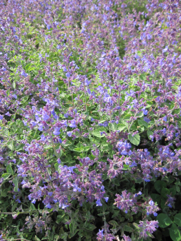 Preview: Nepeta faassenii Kit Cat 2