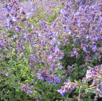 Nepeta faassenii Kit Cat 1