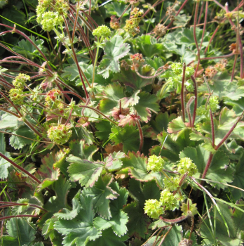 Alchemilla caucasica 1