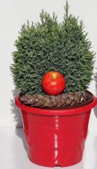 Preview: Chamaecyparis lawsoniana Sn