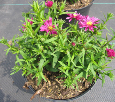 Kissen-Aster Granat 1