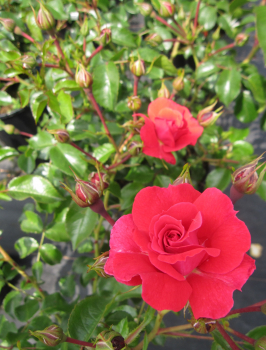 Kleinstrauchrose Heidefeuer 1