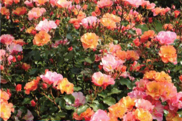 Kleinstrauchrose Jazz 1