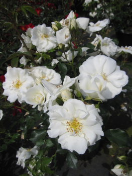 Rosa Schneeflocke 1