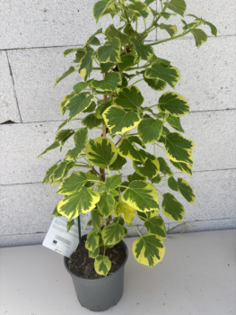 Preview: Hydrangea petiolares Miranda 2