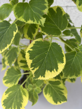 Hydrangea petiolares Miranda 1