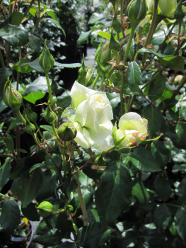 Kletterrose Alaska 3