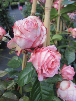 Preview: Kletterrose Barock 3